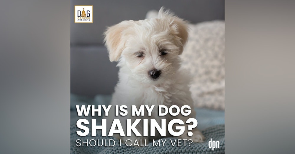 Why Is My Dog Shaking? Should I Call My Vet? | Dr. Nancy Reese Deep Dive
