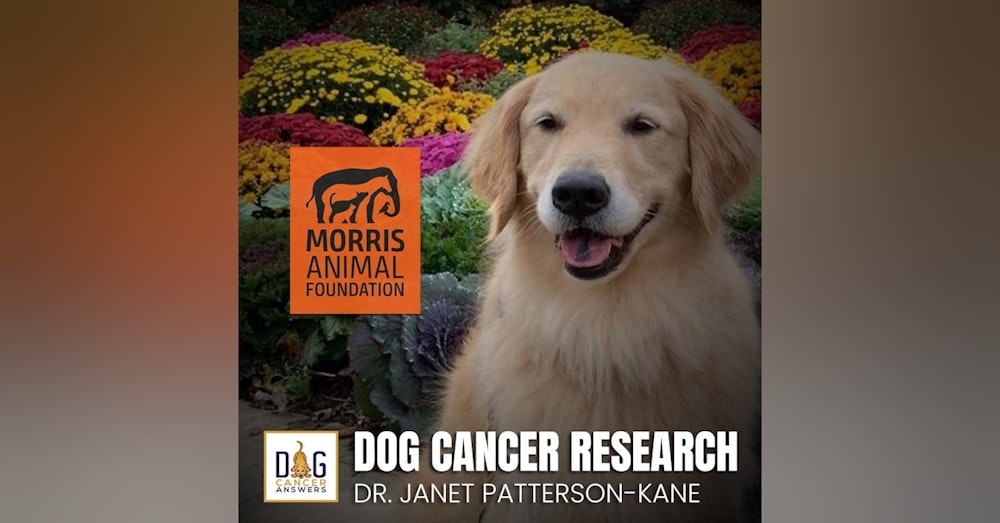 Morris Animal Foundation's Dog Cancer Research | Dr. Janet Patterson-Kane Deep Dive
