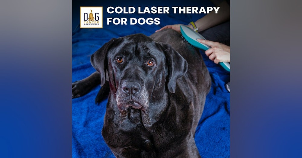 Cold Laser Therapy for Dogs: Does It Work? | Dr. Dressler Q&A