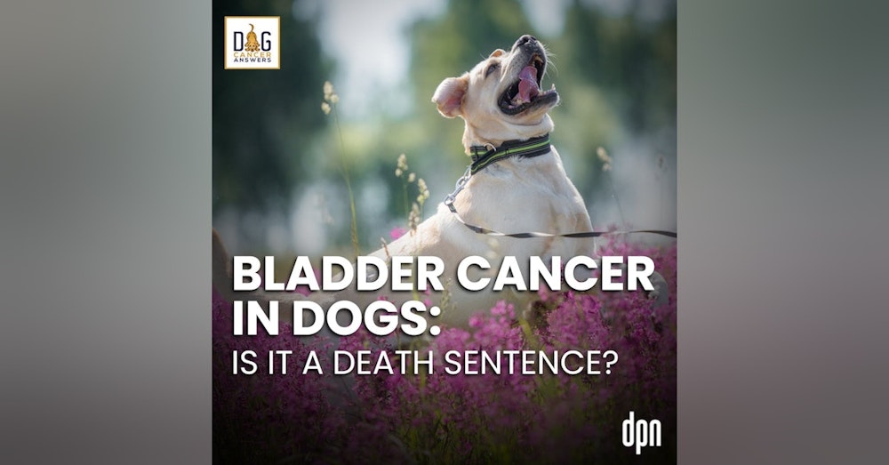 Bladder Cancer in Dogs: Is It a Death Sentence? | Dr. Nancy Reese, DVM, PhD Deep Dive