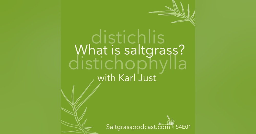 S4 E01 What is Saltgrass?