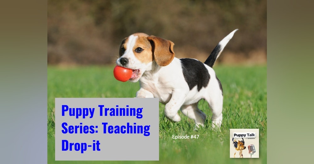 Puppy Training Series: Teaching Drop-it