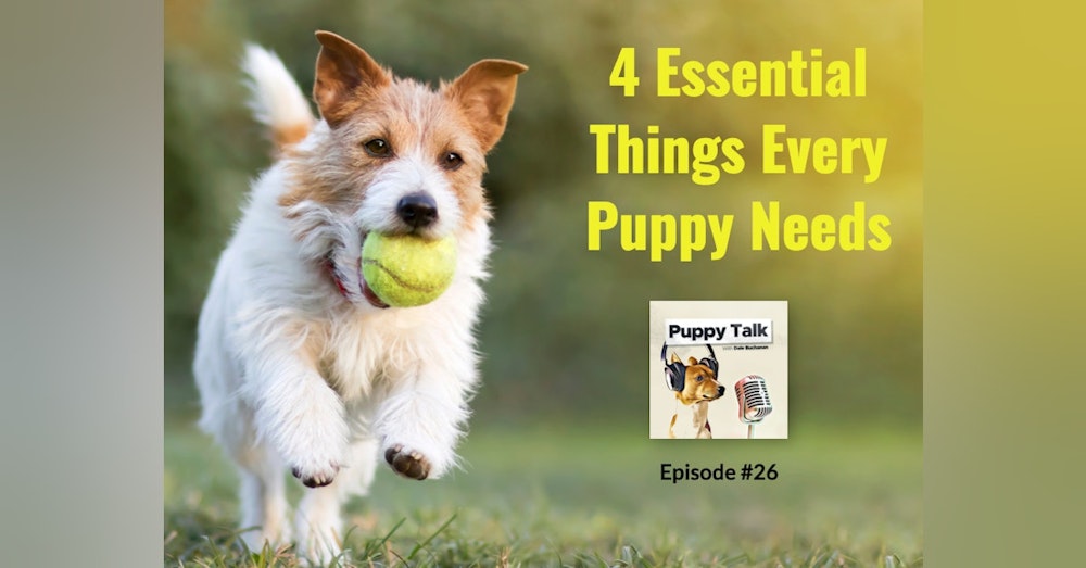 4 Essential Things Every Puppy Needs