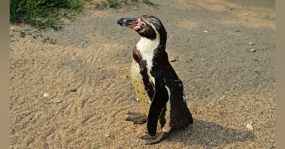 MSL Mini: The Humboldt Penguin's Asshole