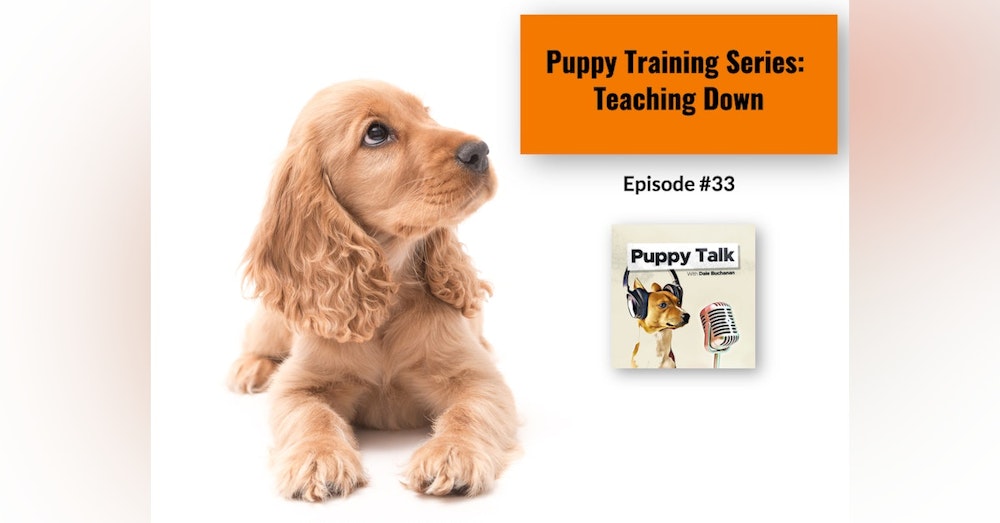 Puppy Training Series: Teaching Down