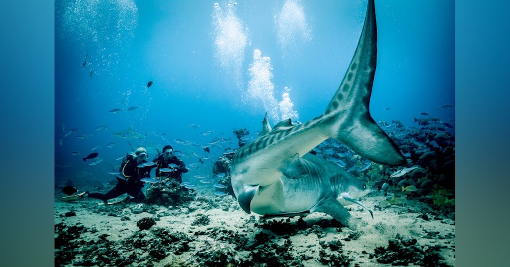 Living with Sharks: Colleen McKinnel on the intensity and magic of a tiger shark dive in Fiji