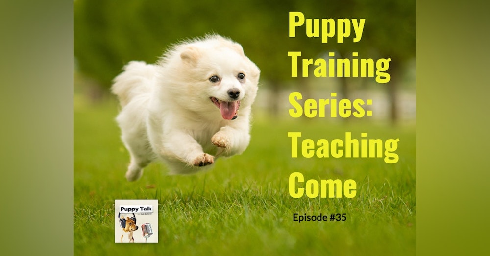 Puppy Training Series: Teaching Come