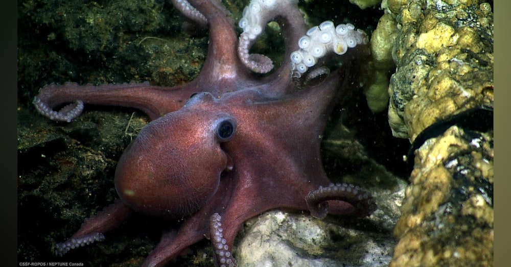 MSL Mini: Octopus Bully
