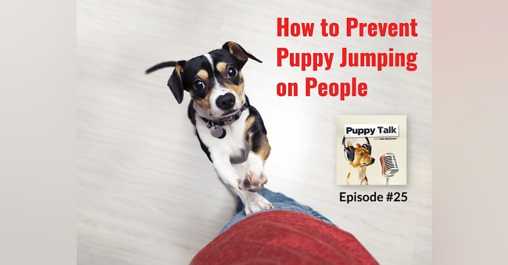 How to Prevent Puppy Jumping on People