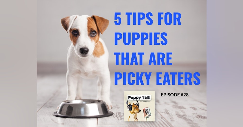 5 Tips for Puppies That Are Picky Eaters