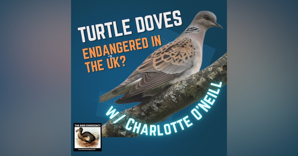 061 The disappearing turtle doves of the UK with Charlotte O'Neill