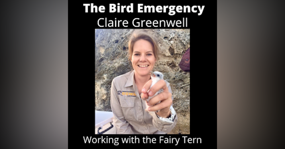 007 Claire Greenwell - Studying the ecology of the Australian Fairy Tern