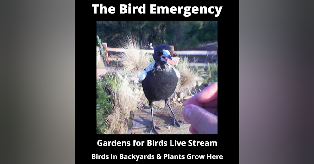 Bonus - Creating and Maintaining a Garden for Birds (and Wildlife)
