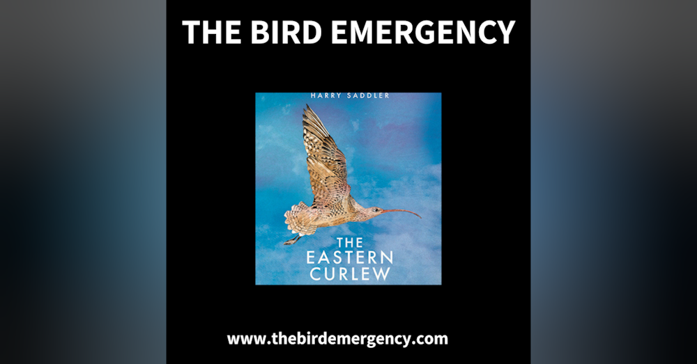 003 Harry Saddler and the Far Eastern Curlew - critically endangered perpetual traveller