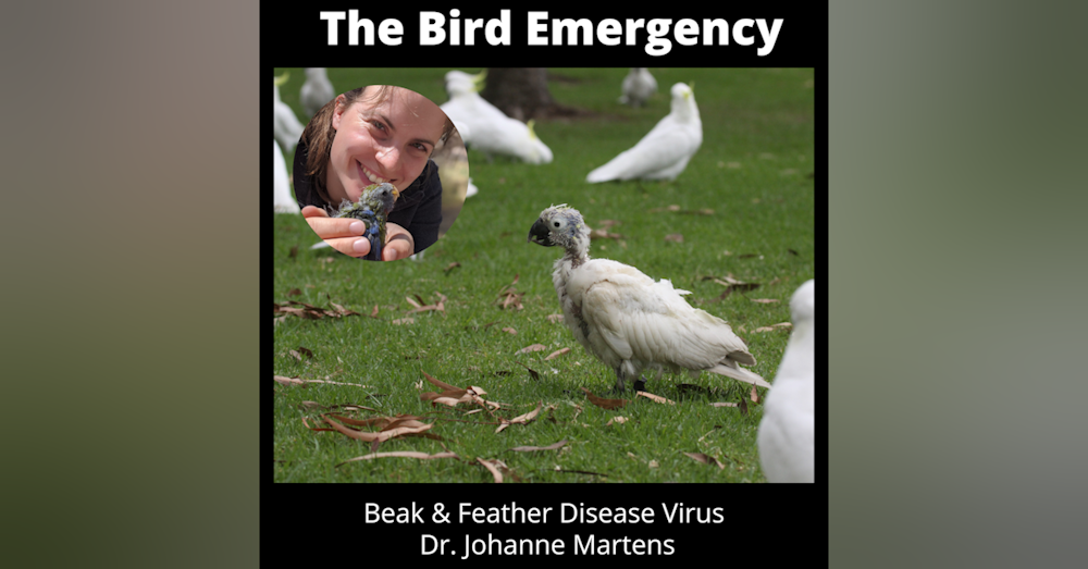 014 Beak and Feather Disease virus with Johanne Martens