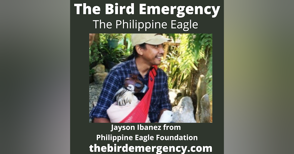 044 The Philippine Eagle with Jayson Ibanez
