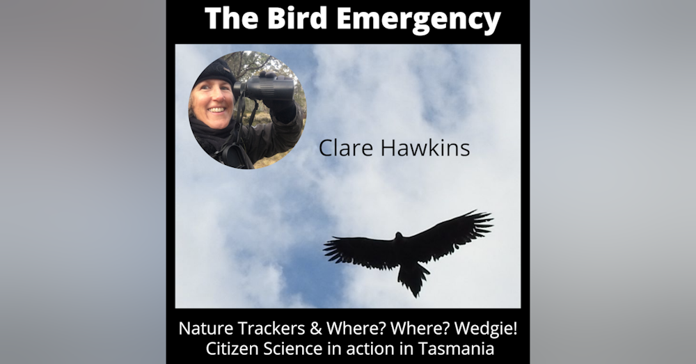 013 Clare Hawkins talks about Where? Where? Wedgie!, Nature Trackers and Citizen Science helping eagles