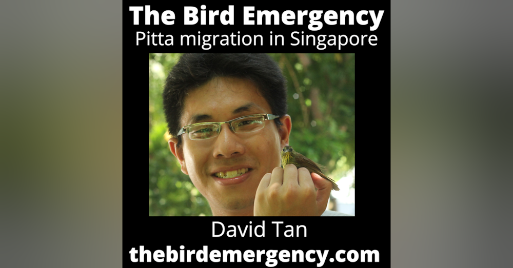 067 Bird Strike in Asia and the evolution of Pittas with David Tan