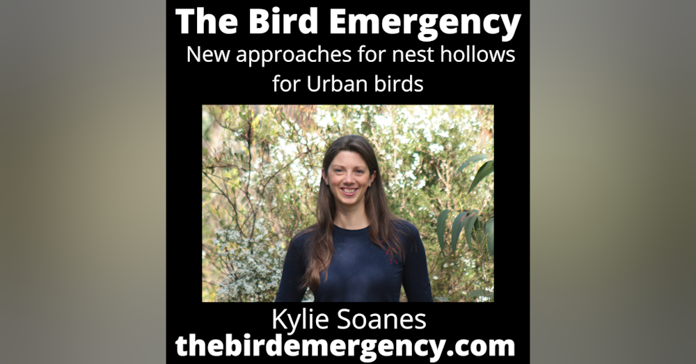 065 New approaches to urban nest boxes with Kylie Soanes
