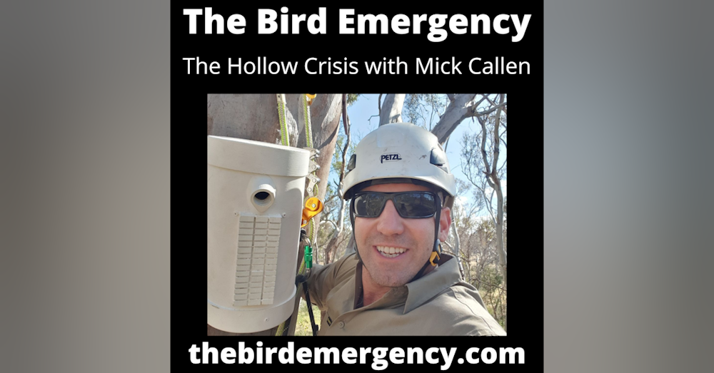 041 The Hollow Crisis with Mick Callan