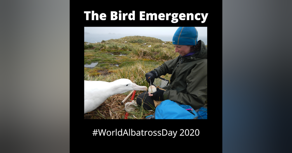 005 It's The First World Albatross Day!  Let's talk Albatrosses! Nina DaRocha and Steph Prince from the Albatross Task Force