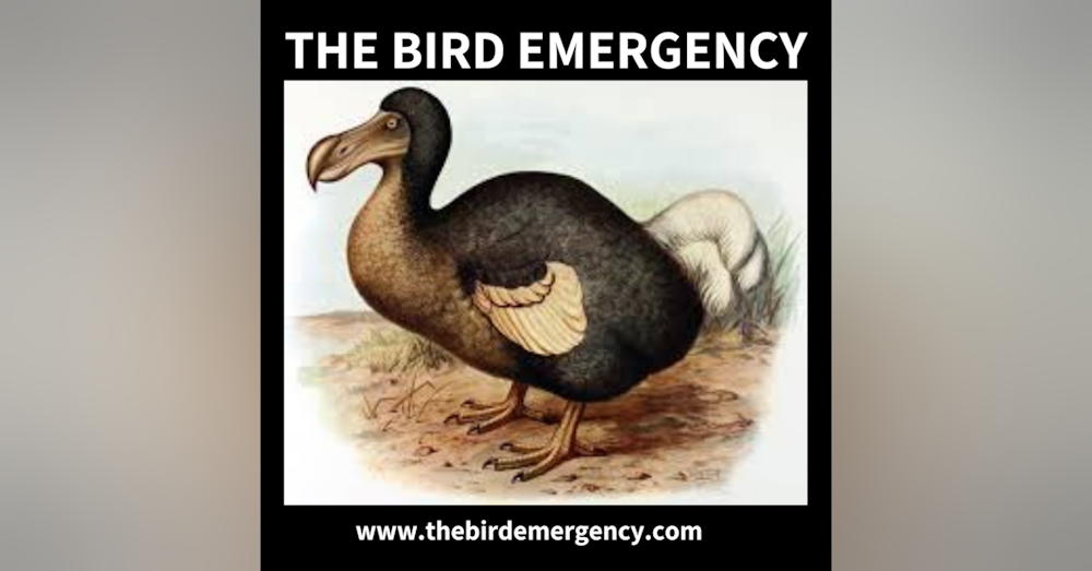 The Bird Emergency Promo 1
