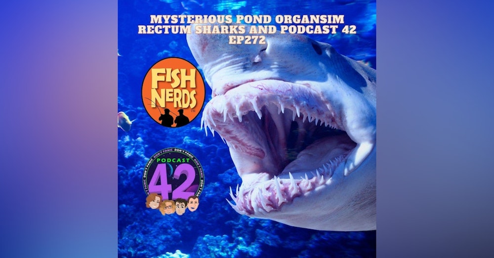 Mysterious Pond Organsim Rectum Sharks and Podcast 42 EP272