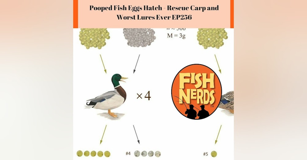 Pooped Fish Eggs Hatch - Rescue Carp and Worst Lures Ever