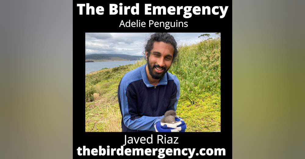 066 Adelie Penguins with Javen Riaz