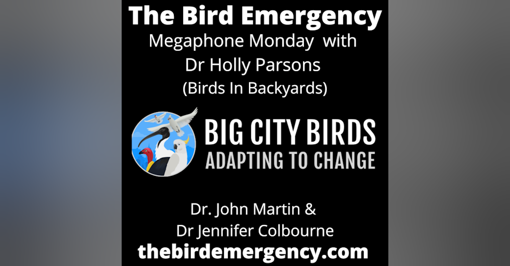 BE 058 Megaphone Monday - Urban Birds, Cockatoos Bin Chickens and Brush Turkeys