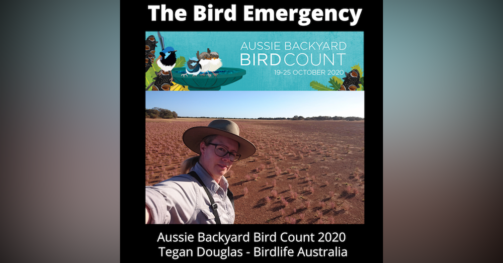 017 Australian Bird Week and the Aussie Backyard Bird Count with Tegan Douglas