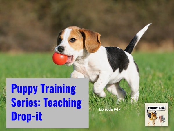 Puppy Training Series: Teaching Drop-it