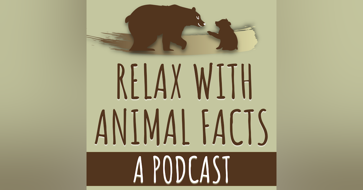 About | Relax With Animal Facts