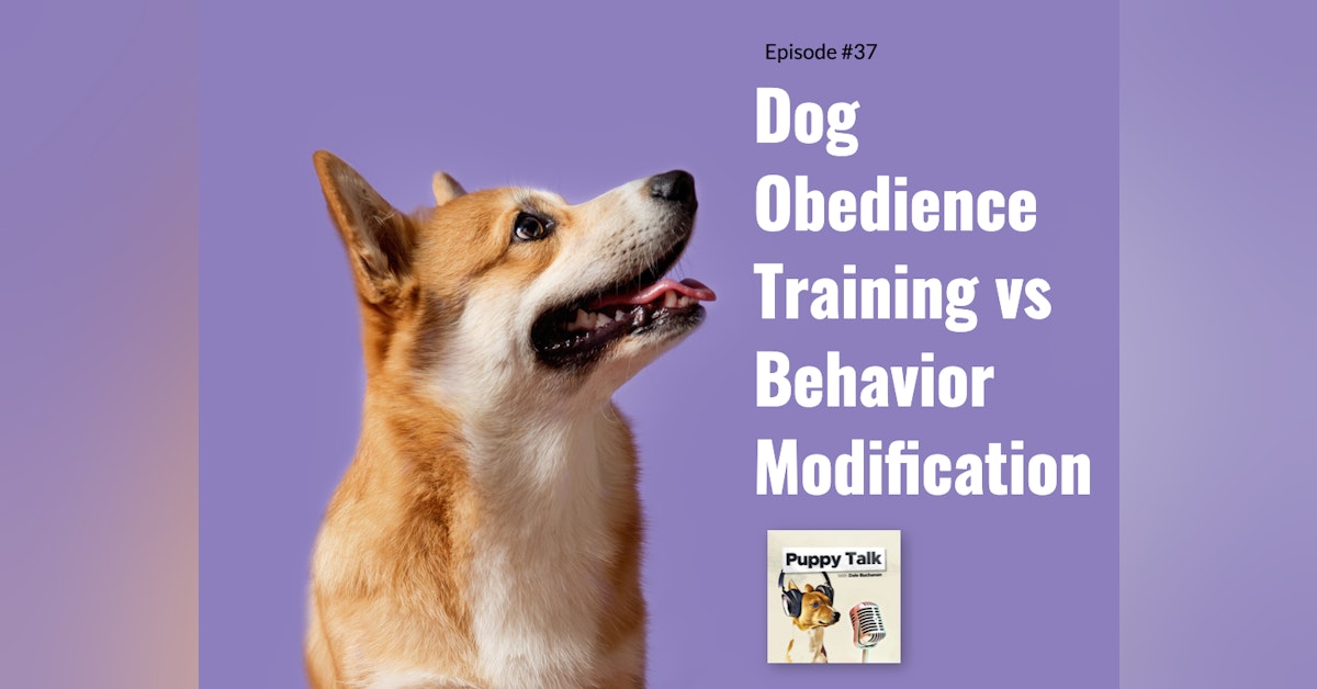 Dog Obedience Training vs Behavior Modification