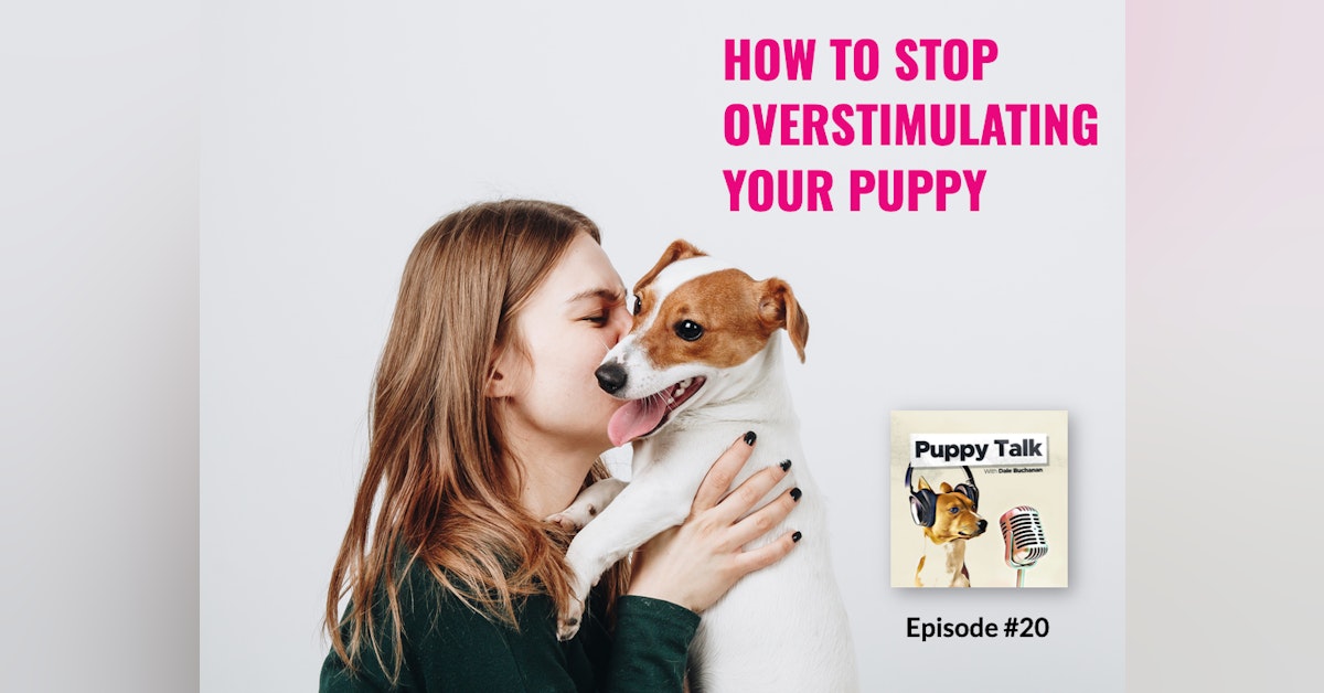 How to Stop Overstimulating Your Puppy