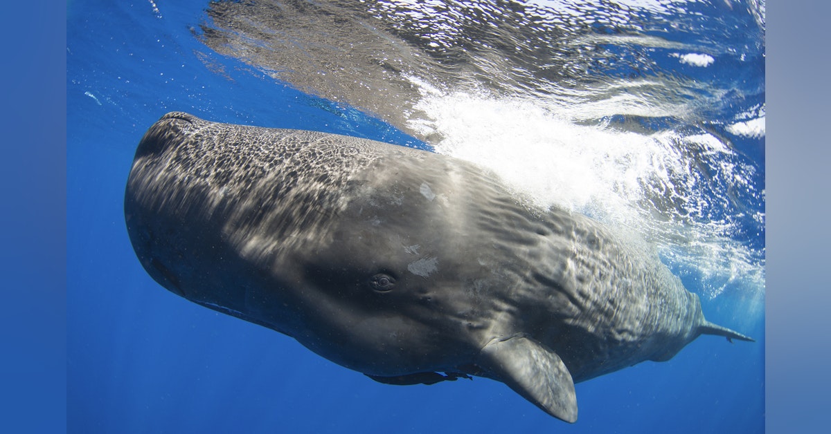Whale 2.0: Shane Gero on decoding the language and culture of sperm whales (Part Two)