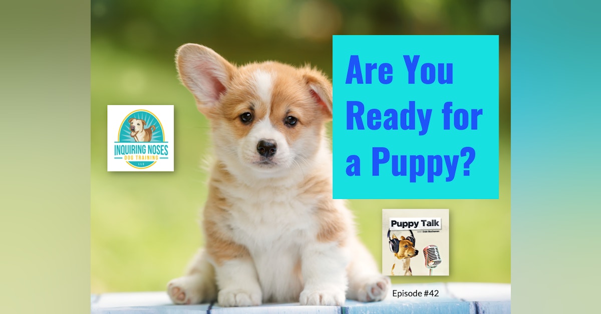 Are You Ready for a Puppy?