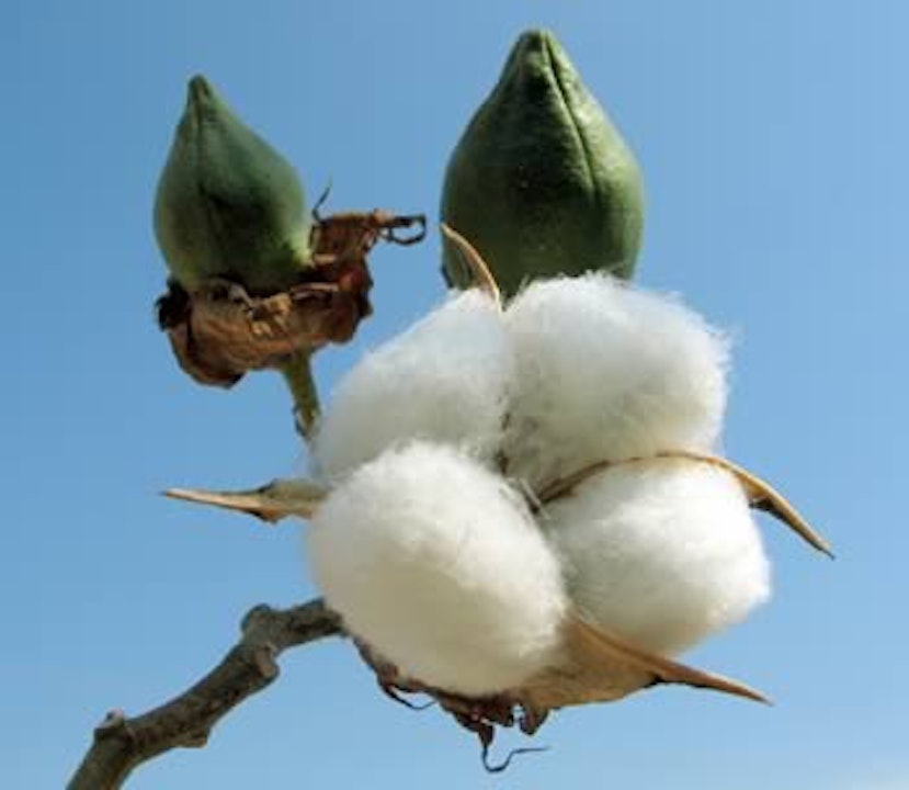 Pick A Bale of (Tom) Cotton
