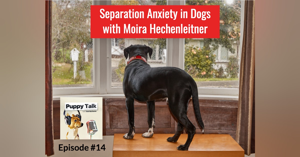 Separation Anxiety with Moira Hechenleitner
