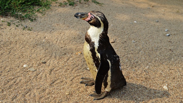 MSL Mini: The Humboldt Penguin's Asshole Image