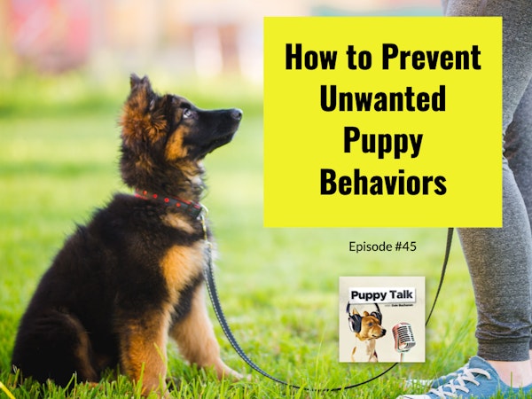 How to Prevent Unwanted Puppy Behaviors