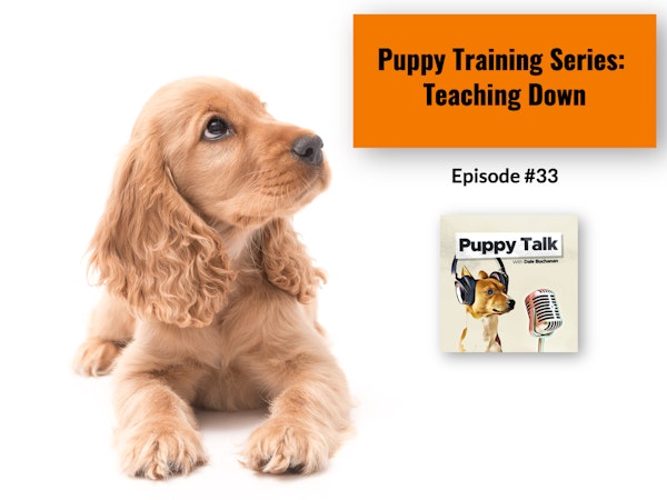 Puppy Training Series: Teaching Down
