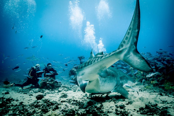 Living with Sharks: Colleen McKinnel on the intensity and magic of a tiger shark dive in Fiji