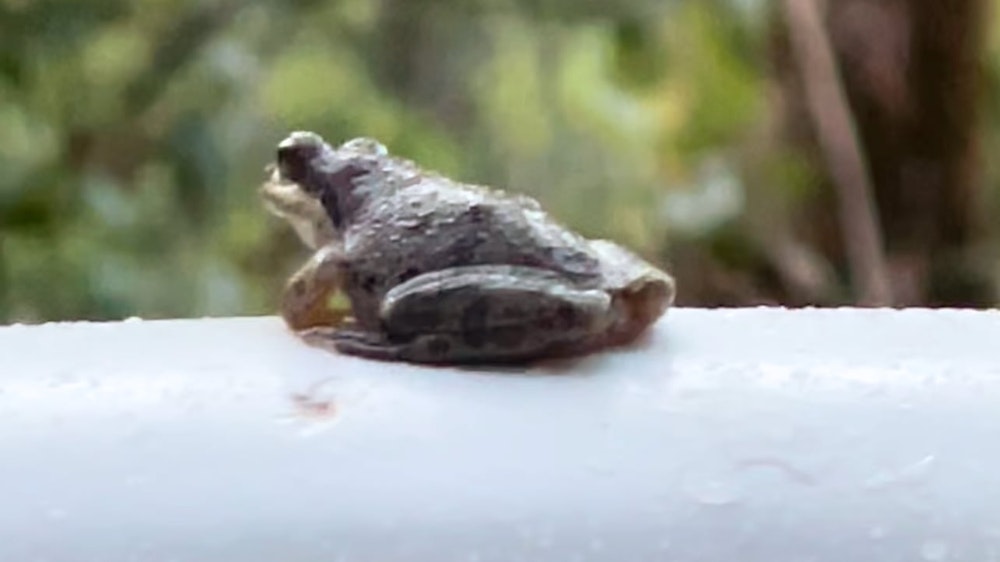 bath tub frog