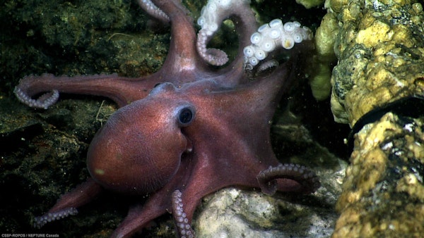 MSL Mini: Octopus Bully Image