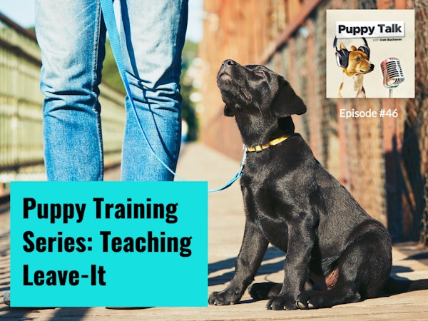 Puppy Training Series: Teaching Leave-It