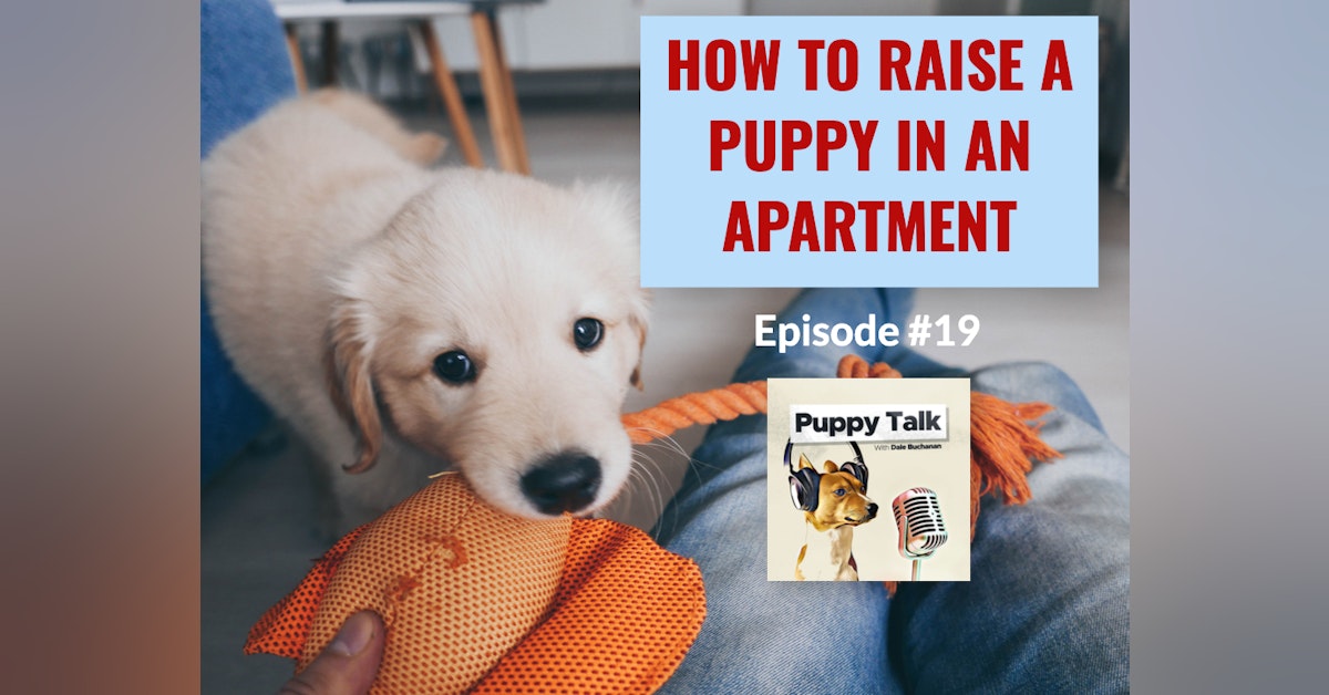 How to Raise a Puppy in an Apartment
