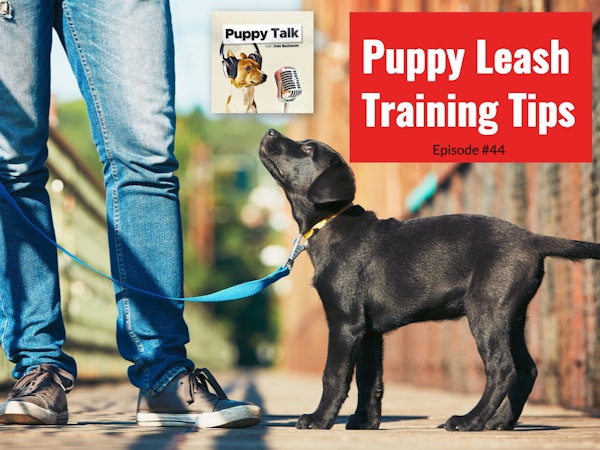 Puppy Leash Training Tips