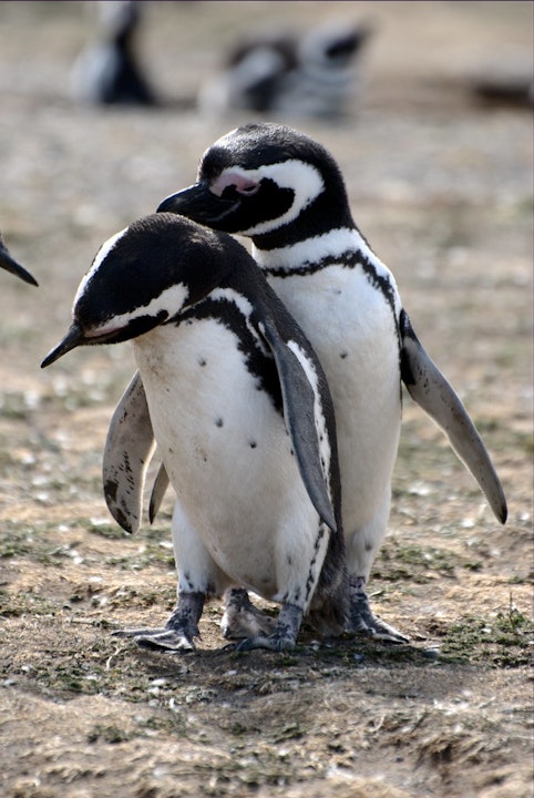 MSL Mini: Penguins Are Whores on the Internet Image