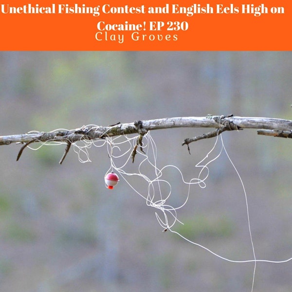 Unethical Fishing Contest and English Eels High on Cocaine Ep 231